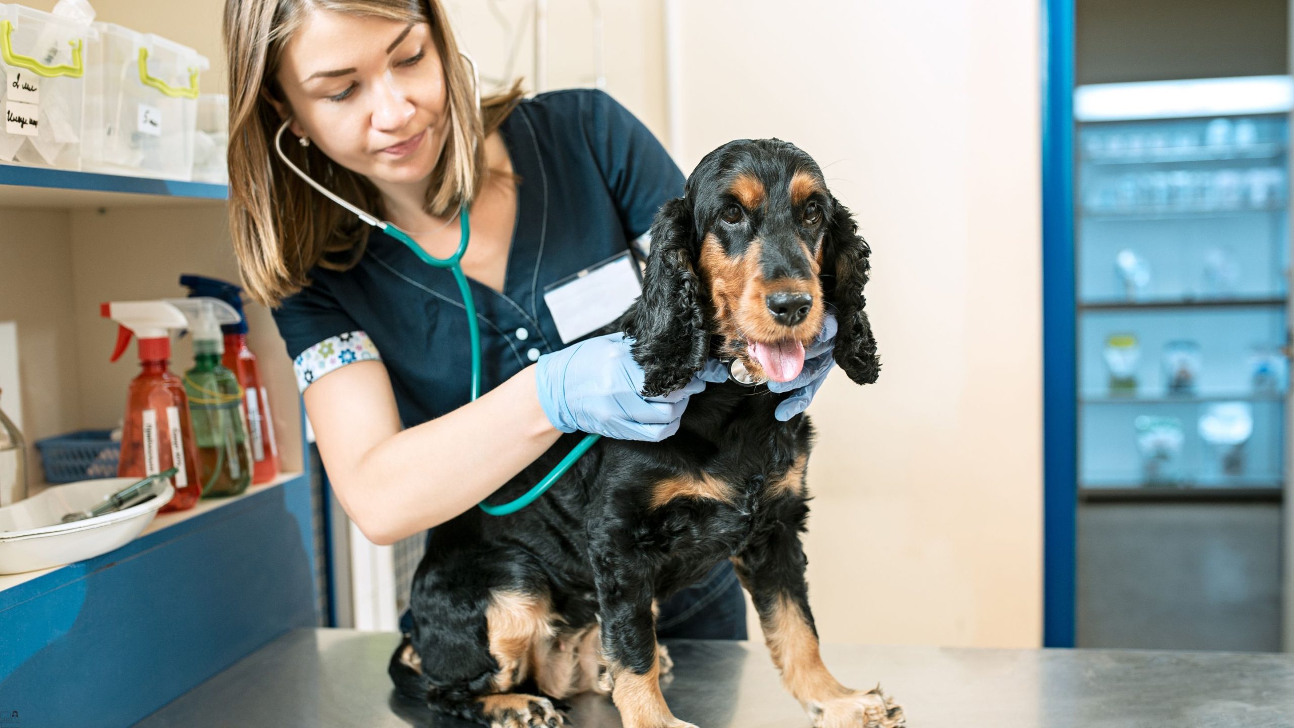Animal Care Mastery