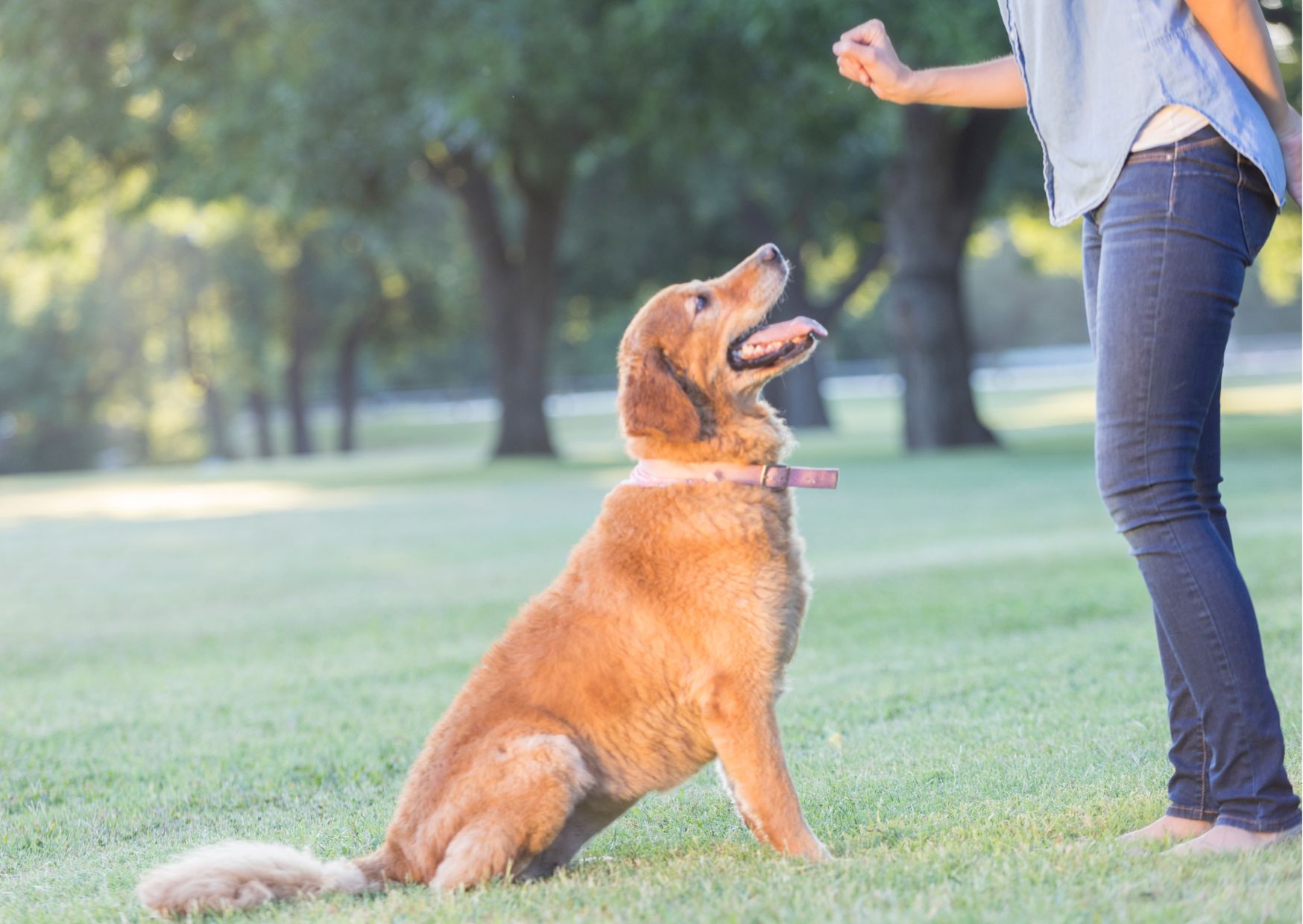 Dog Training Comprehensive Guide