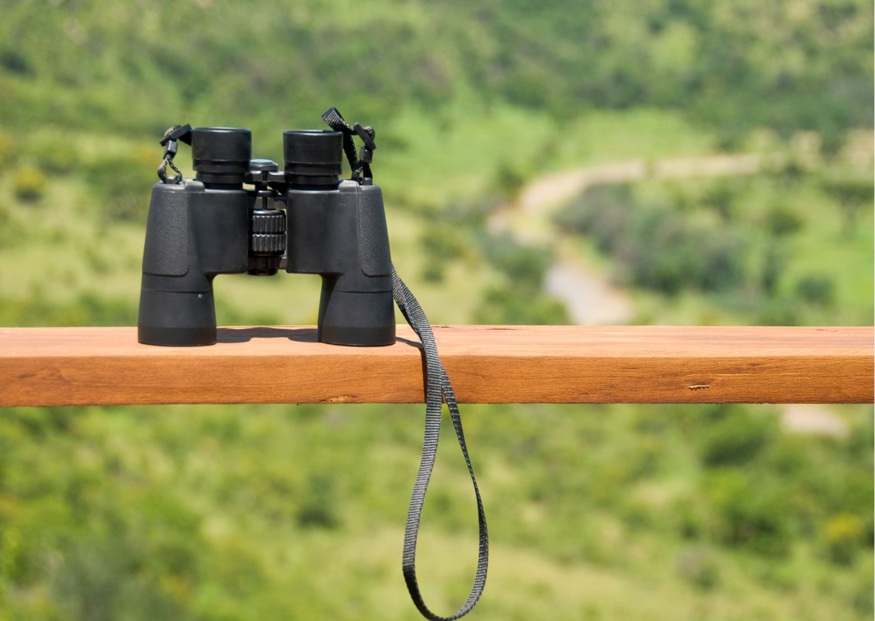 Overview of Bird Watching