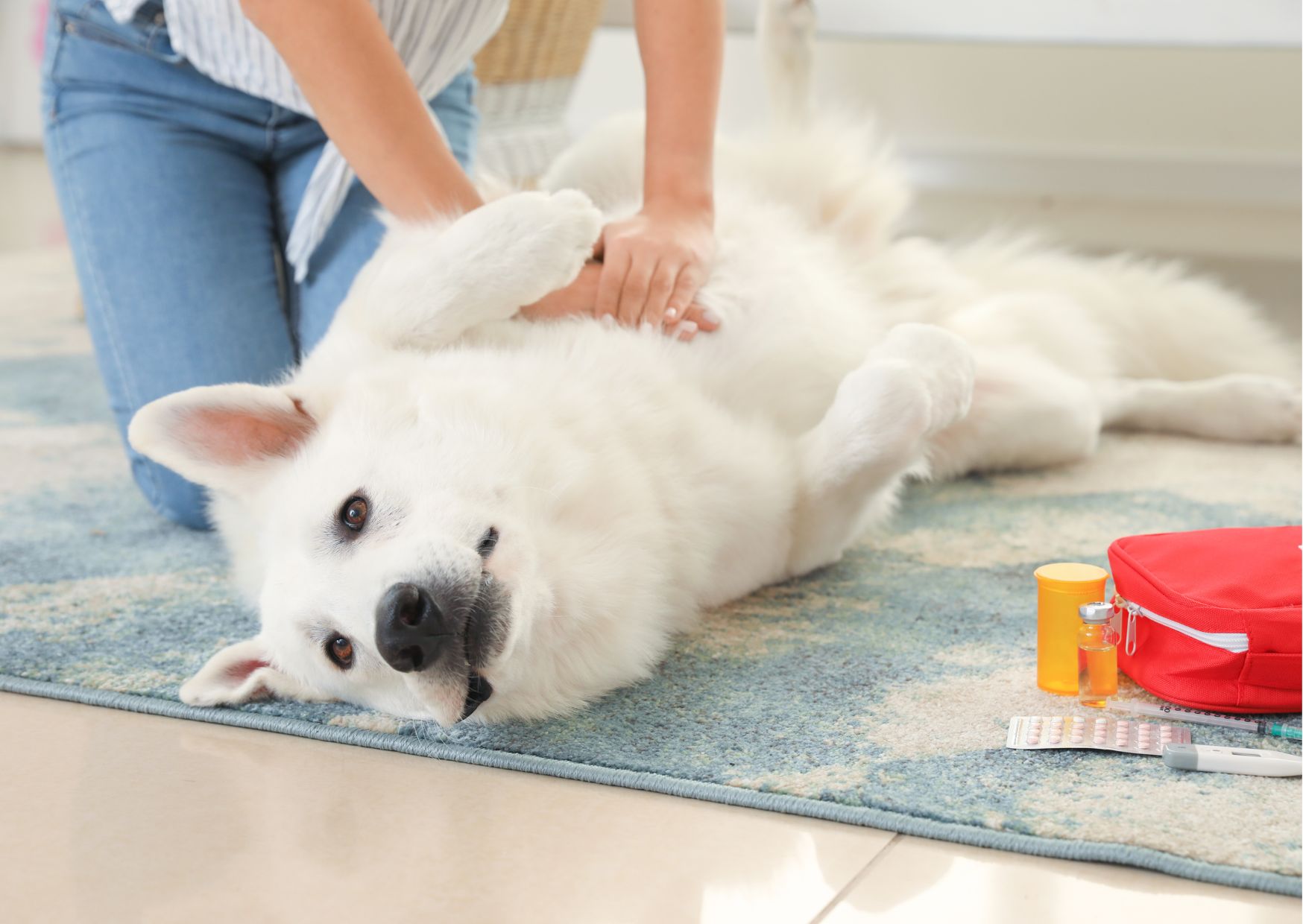 Dog First Aid Online Course