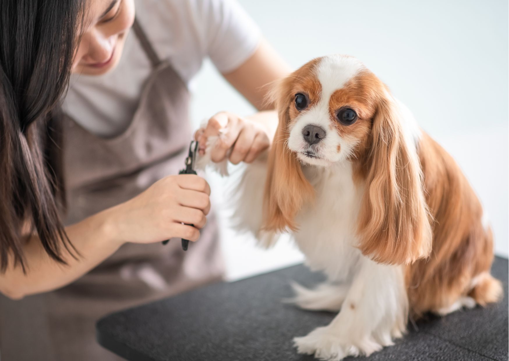 Dog Grooming Comprehensive Training