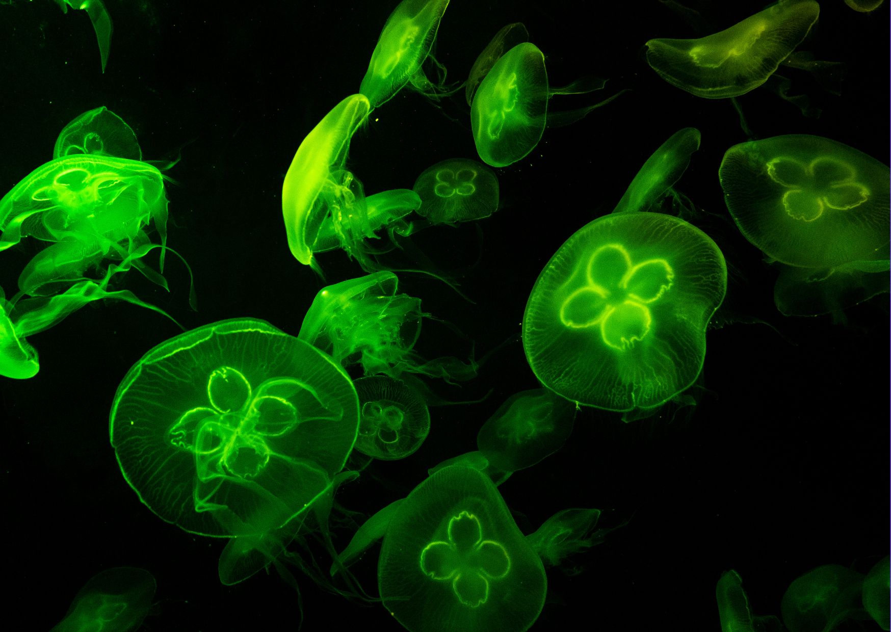 Fundamentals of Biology
