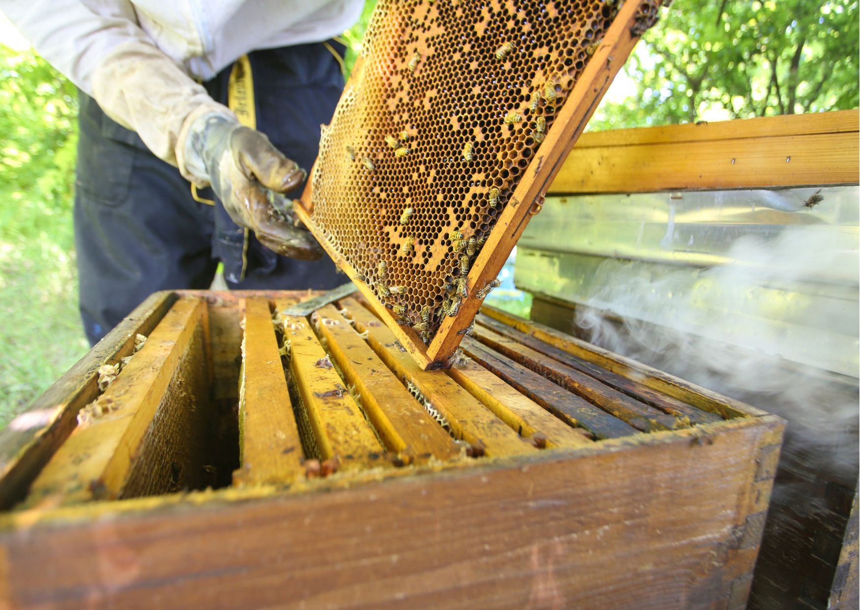 Diploma in Beekeeping