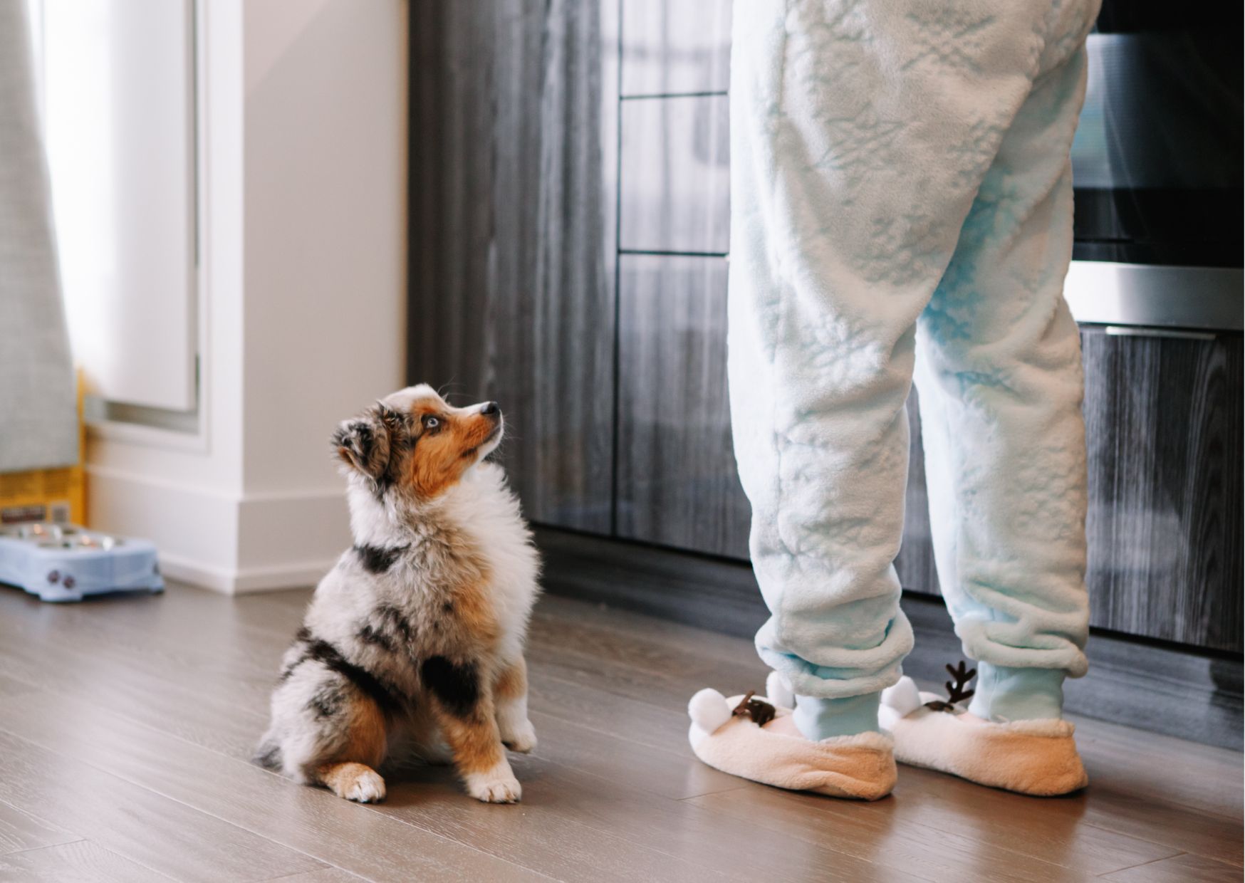 Fundamentals of Dog Behavior