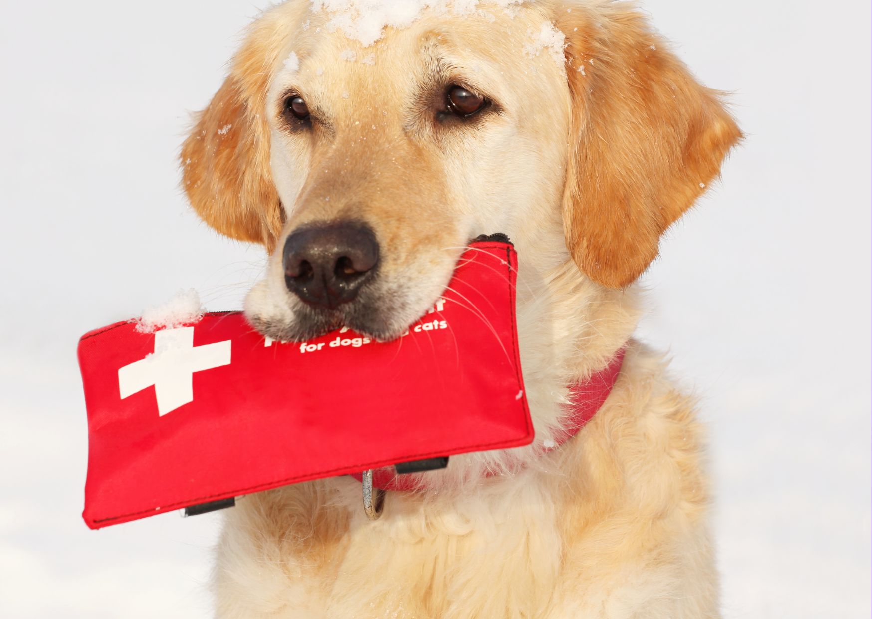 Pet First Aid Fundamentals