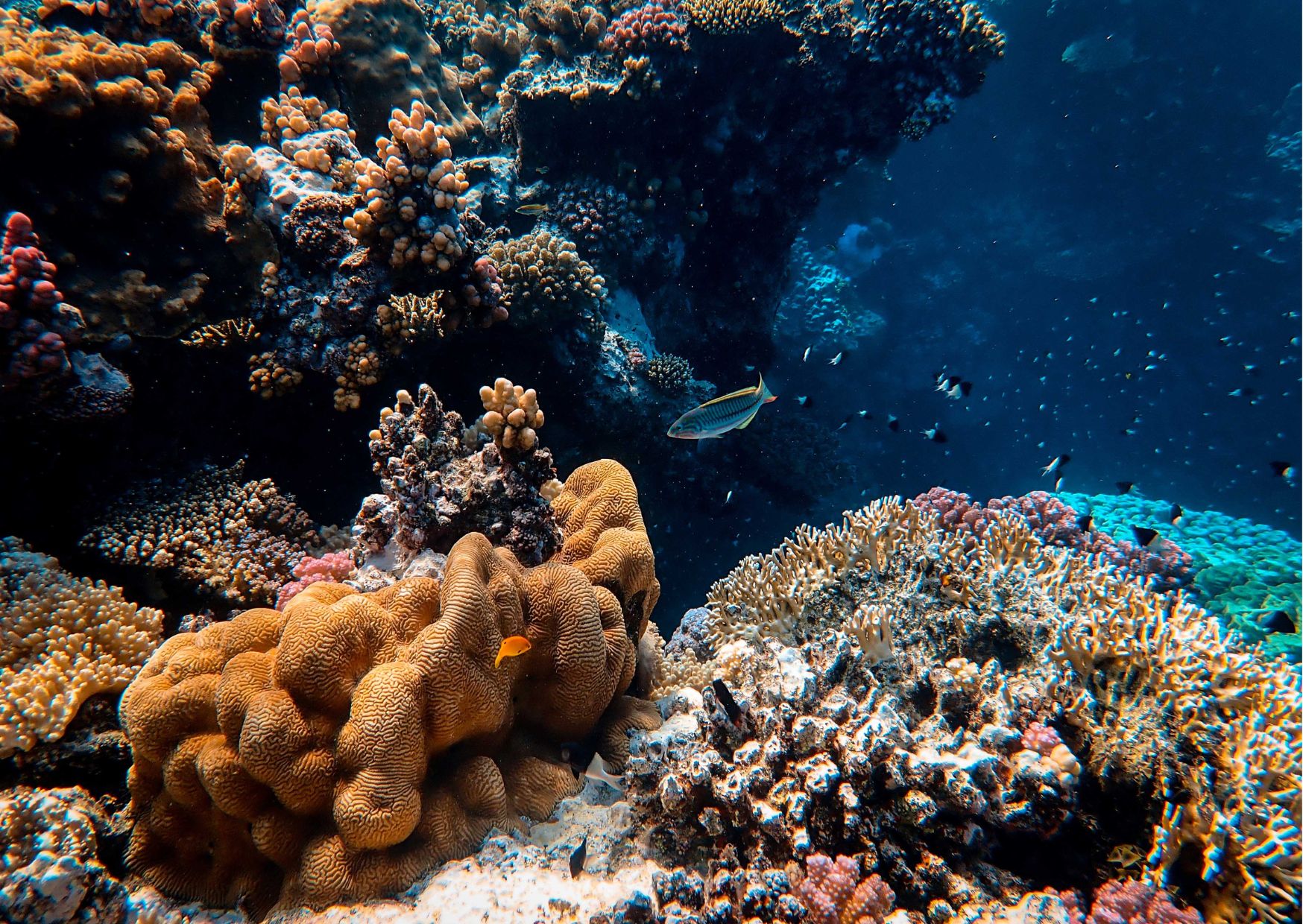 Understanding Marine Biology